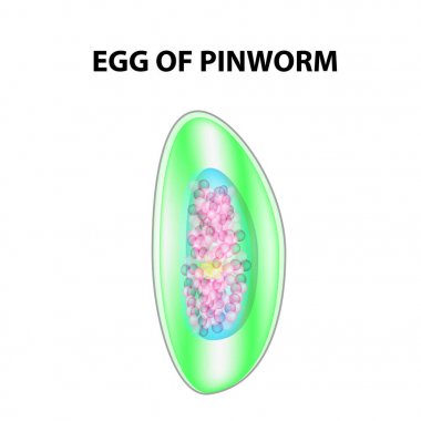 Pinworm yumurta. Bir yumurta pinworm yapısı. infographics. Vektör illüstrasyon izole arka plan üzerinde.