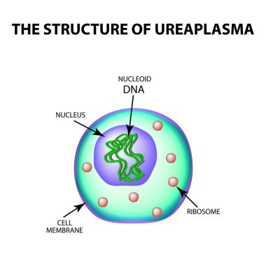 Ureaplasma yapısı. Infographics. Vektör illüstrasyon izole arka plan üzerinde.