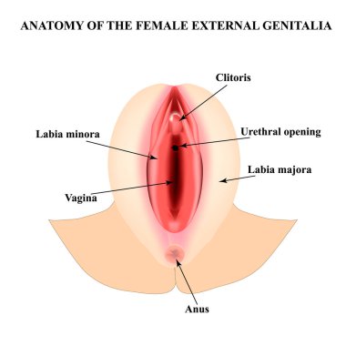 Kadın dış cinsel organı. Vulvanın anatomik yapısı, vajina, klitoris. Bilgi grafikleri. İzole edilmiş arkaplanda vektör illüstrasyonu.