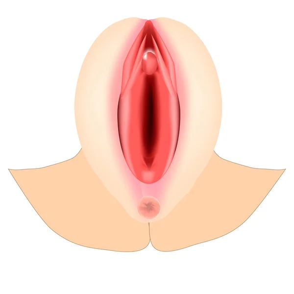 Female external genitalia. Anatomical structure of the vulva, vagina, clitoris. Infographics. Vector illustration on isolated background. — ストックベクタ