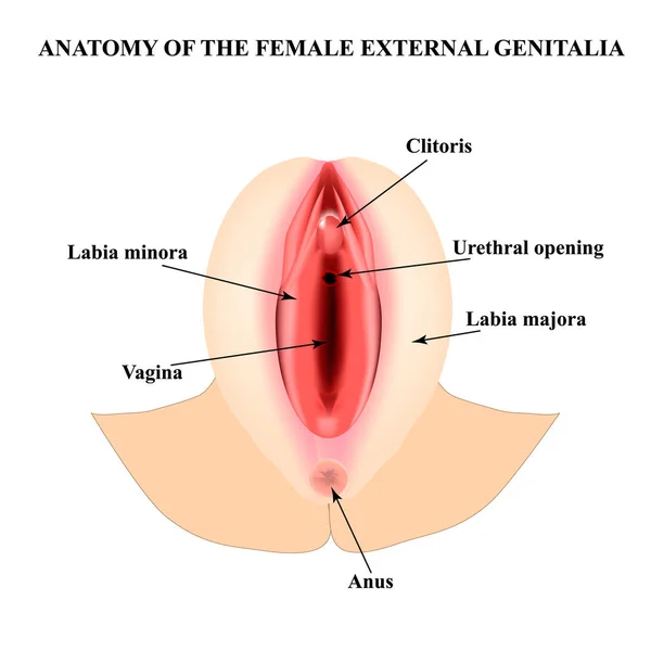 Ženská vnější genitálie. Anatomická struktura vulvy, pochvy, klitorisu. Infographics. Vektorová ilustrace na izolovaném pozadí. — Stockový vektor