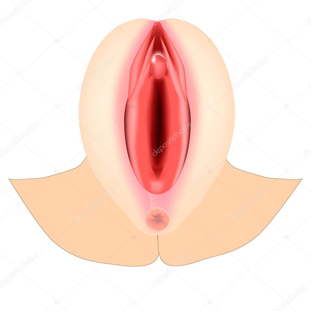 Female external genitalia. Anatomical structure of the vulva, vagina, clitoris. Infographics. Vector illustration on isolated background.