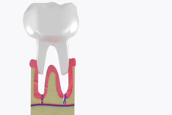 Molar extraction. Tooth loss Anatomical structure. 3d medical illustration. — Stock Photo, Image