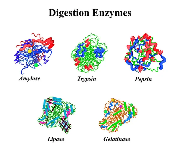 Sindirim enzimleri ayarlandı. Kimyasal moleküler formül. Amilaz, Trypsin, Jelatinaz, Pepsin, Lipase. Bilgi grafikleri. İzole edilmiş arkaplanda vektör illüstrasyonu.