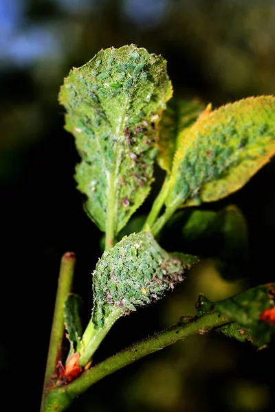 Peste de áfido insecto en un árbol. Áfidos foliares . —  Fotos de Stock