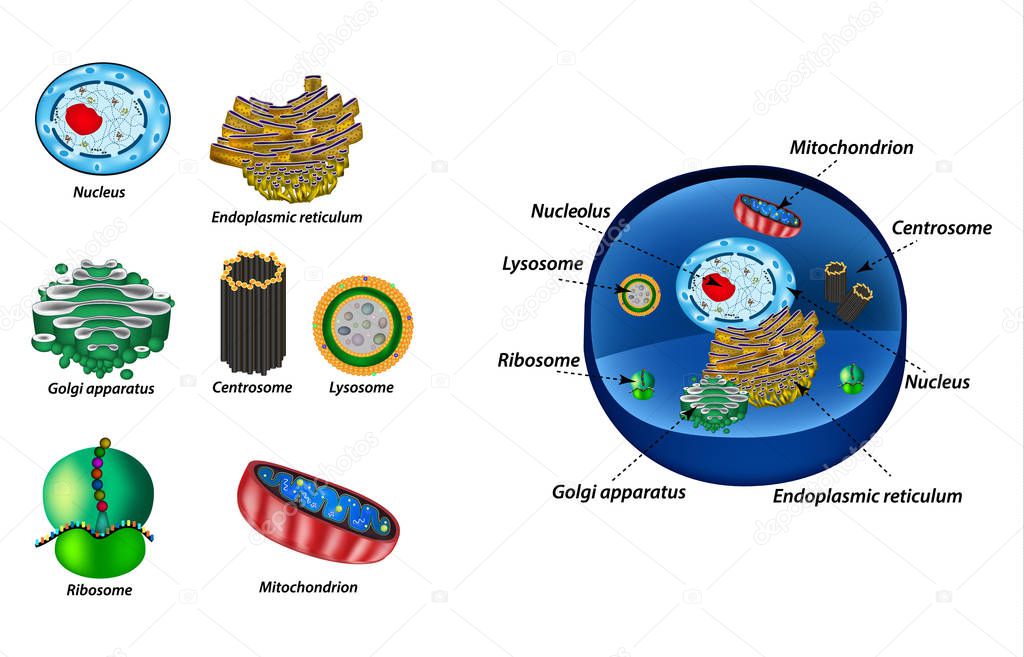 Set the cell organelles. Structure of human cells. Organelles. Nucleus, endoplasmic reticulum, Golgi apparatus, mitochondria, centrosome, lysosome, the ribosome. Infographics. Vector illustration.