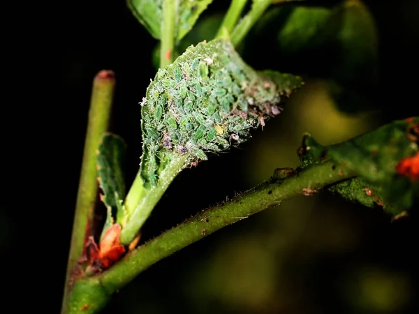 Peste de áfido insecto en un árbol. Áfidos foliares . —  Fotos de Stock