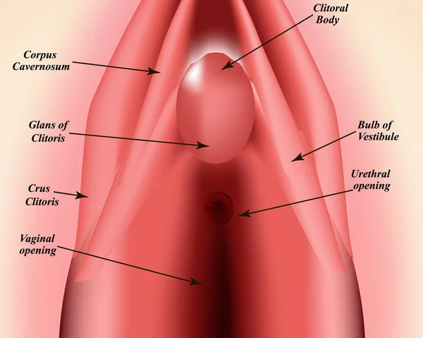 A vulva szerkezete. A csikló szerkezete. Női nemi szervek. Szűzhártya. Infografikák. Vektorillusztráció izolált háttérrel. — Stock Vector
