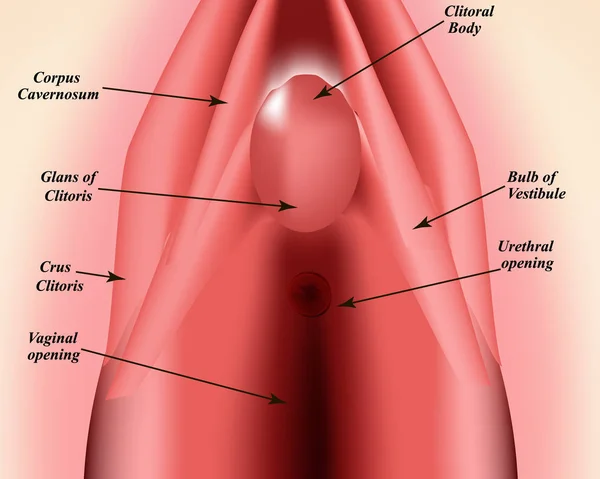 Struktura sromu. Struktura łechtaczki. Kobiece narządy płciowe. błony dziewiczej. Infografika. Ilustracja wektora na pojedynczym tle. — Wektor stockowy