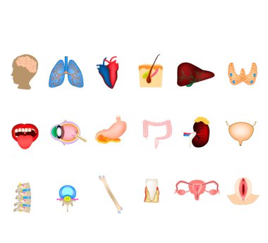 Bir dizi insan organı. Beyin, Kalp, akciğer, omurga, karaciğer, deri, mide, kolon, böbrek, mesane, tiroid, ağız, göz, omurga, kemik, diş, üreme organları, üreme organları. Simgeler. Bilgisel