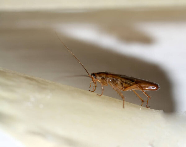 Таракан. Прусак беременна. Насекомое Прусак. Домашний красный таракан
.