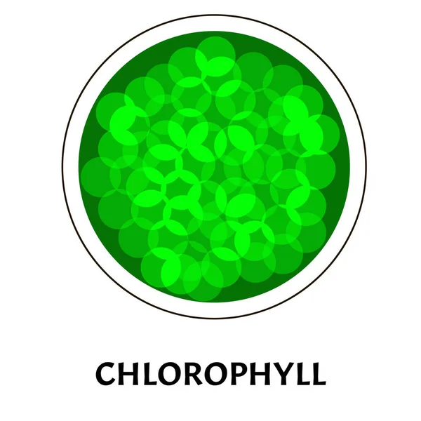 Chlorophyll. Green coloring matter of leaves. Chlorophyll structure. Vector illustration on isolated background. — Stock Vector