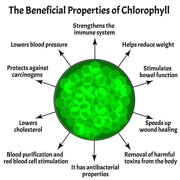 Propiedades útiles de la clorofila. La estructura de la clorofila. Ilustración vectorial sobre fondo aislado . — Vector de stock