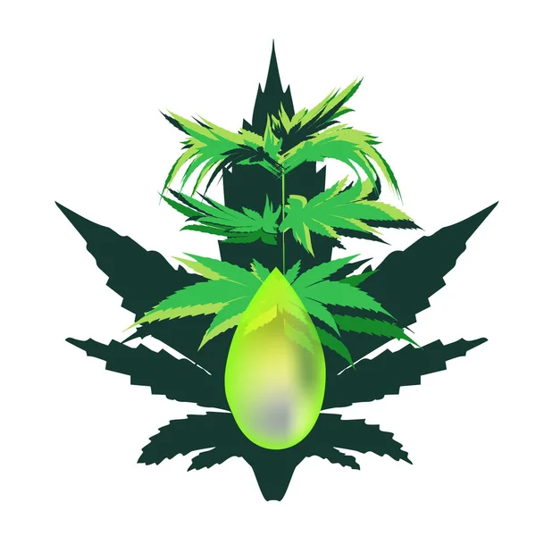 Huile de chanvre. Icônes de marijuana cbd. Logo cannabinoïde. Feuilles de marijuana. Huile de chanvre. Infographie. Illustration vectorielle sur fond isolé . — Image vectorielle