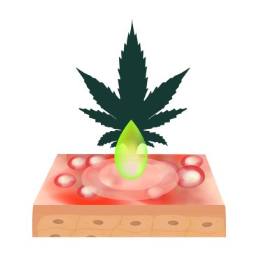 Kozmetolojide marihuana yağı. Marihuana ikonları CD 'si. Cannabinoid logosu. Marihuana yaprakları. Kenevir yağı. Bilgi grafikleri. İzole edilmiş arkaplanda vektör illüstrasyonu.