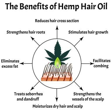 Kenevir saç yağının faydaları. Marihuana ikonları CD 'si. Cannabinoid logosu. Marihuana yaprakları. Kenevir yağı. Bilgi grafikleri. İzole edilmiş arkaplanda vektör illüstrasyonu.