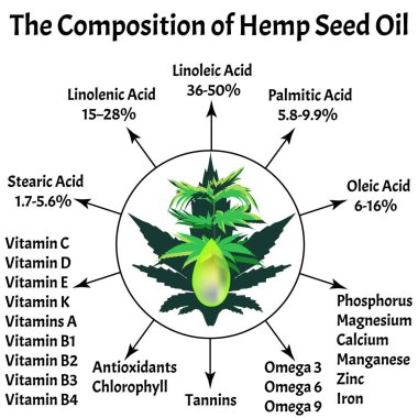 Marihuana yağının bileşimi. Kenevir yağı. Temel yağlı amino asitler, vitaminler, mineraller. İlaçta marihuana. Bilgi grafikleri. İzole edilmiş arkaplanda esrar Vektörü illüstrasyonu.