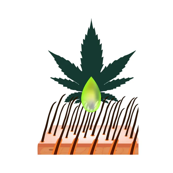 Fördelarna med hampa hår olja. Marijuana ikoner cbd. Cannabinoidlogotyp. Marijuana Leaves. Hampolja. Infografik. Vektor illustration på isolerad bakgrund. — Stock vektor