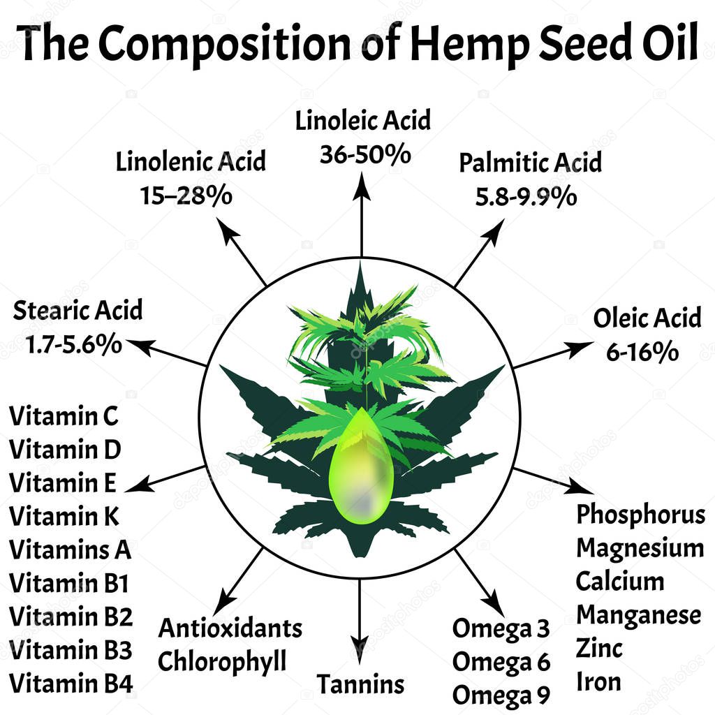 Composition of marijuana oil. Hemp oil. Essential fatty amino acids, vitamins, minerals. Marijuana in medicine. Infographics. Cannabis Vector illustration on isolated background.