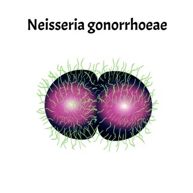 Gonococcus yapısı. Neisseria belsoğukluğu. Belsoğukluğu hastalığı. Zührevi hastalık. Bilgi grafikleri. İzole edilmiş arkaplanda vektör illüstrasyonu.