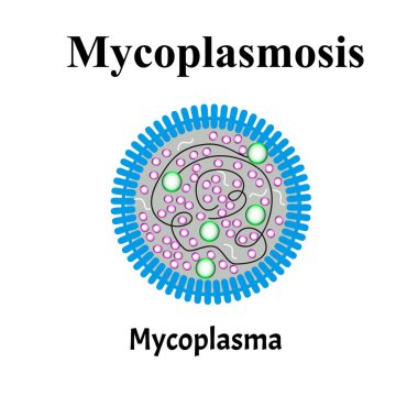 Mikopplazma. Bakteriyel enfeksiyonlar Mycoplasma. Cinsel yolla bulaşan hastalıklar. Bilgi grafikleri. İzole edilmiş arkaplanda vektör illüstrasyonu.