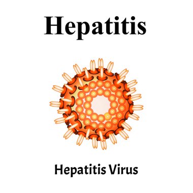 Hepatit virüsü yapısı. Viral Hepatit enfeksiyonu. Cinsel yolla bulaşan hastalıklar. Bilgi grafikleri. İzole edilmiş arkaplanda vektör illüstrasyonu.