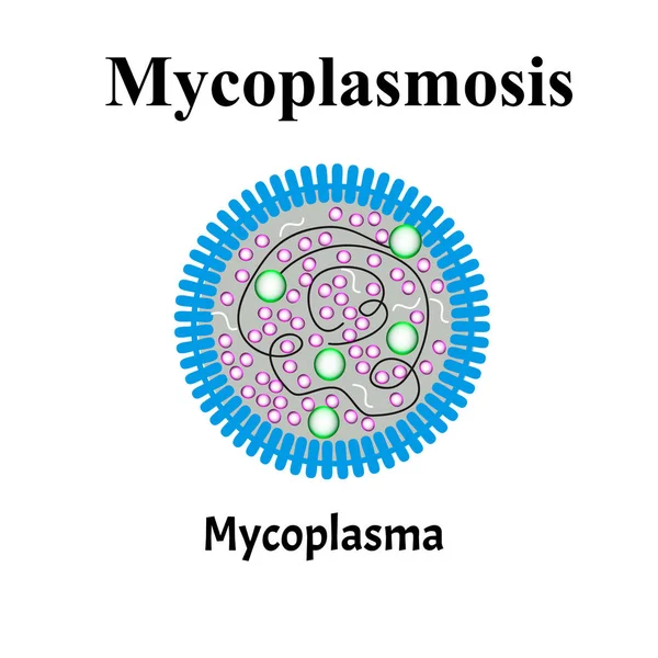 Mikopplazma. Bakteriyel enfeksiyonlar Mycoplasma. Cinsel yolla bulaşan hastalıklar. Bilgi grafikleri. İzole edilmiş arkaplanda vektör illüstrasyonu. — Stok Vektör