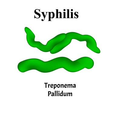 Syphilis. Treponema pallidum, Spirochaetaceae. Bacterial infections. Sexually transmitted diseases. Infographics. Vector illustration on isolated background. clipart