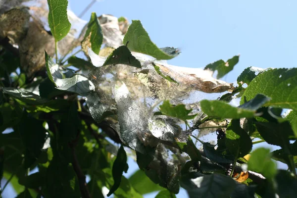 Гусеница вредителей насекомых на дереве. Гусеница на листьях . — стоковое фото