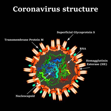 Coronavirus. Çin koronavirüsünün yapısı. Grip virüsü. Grip. Vektör illüstrasyonu.
