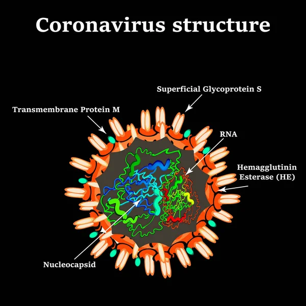 Coronavirus. Struktur dari koronavirus Cina. Virus influenza. Flu. Ilustrasi vektor . - Stok Vektor