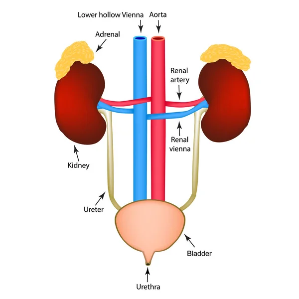 De structuur van de nieren en blaas. Uitscheidingssysteem. Infografieën. Vectorillustratie op geïsoleerde achtergrond. — Stockvector