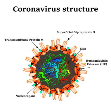 Coronavirus. Çin koronavirüsünün yapısı. Grip virüsü. Grip. İzole edilmiş arkaplanda vektör illüstrasyonu.