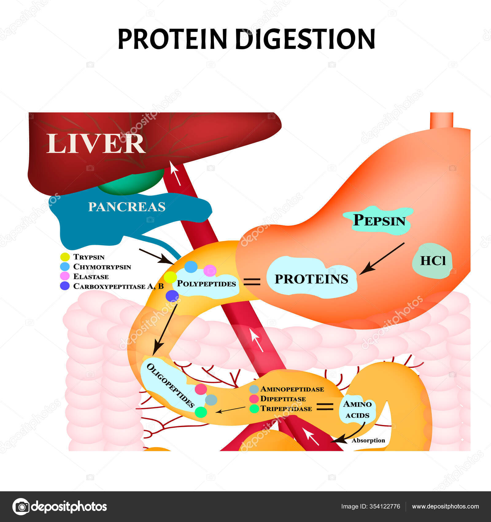 Digestión de proteínas. Metabolismo proteico. Digestión en el tracto