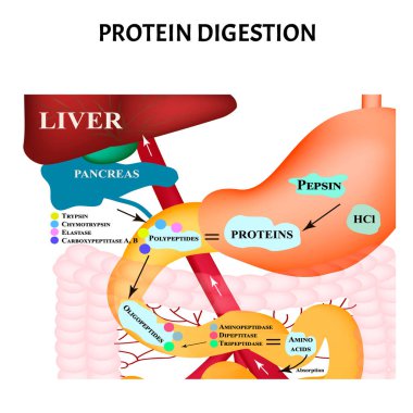 Protein digestion. Protein metabolism. Digestion in the gastrointestinal tract. Infographics. Vector illustration on isolated background. clipart