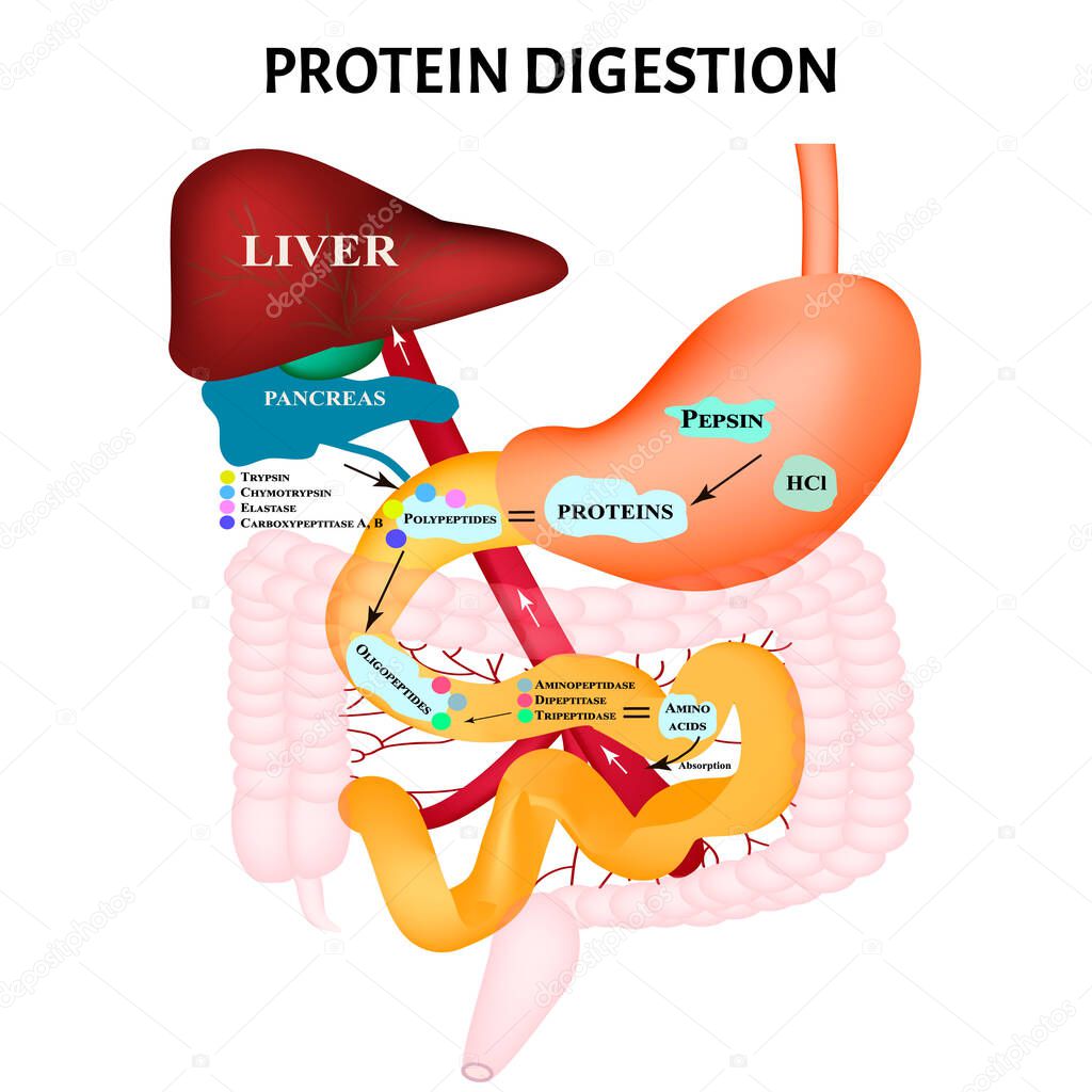 Protein digestion. Protein metabolism. Digestion in the gastrointestinal tract. Infographics. Vector illustration on isolated background.