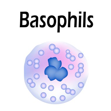 Basophils structure. Basophils blood cells. White blood cells. leukocytes. Infographics. Vector illustration on isolated background. clipart