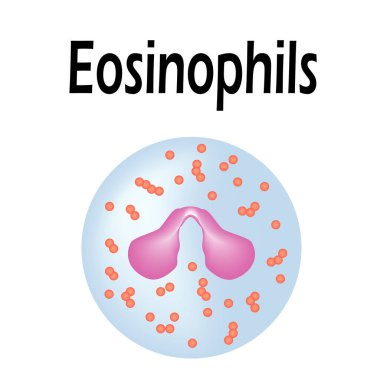 Eosinophil structure. Eosinophil blood cells. White blood cells. leukocytes. Infographics. Vector illustration on isolated background. clipart