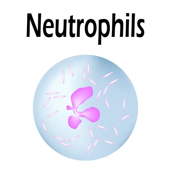 Estructura de neutrófilos. Neutrofilos de células sanguíneas. Glóbulos blancos. leucocitos. Infografías. Ilustración vectorial sobre fondo aislado . — Vector de stock