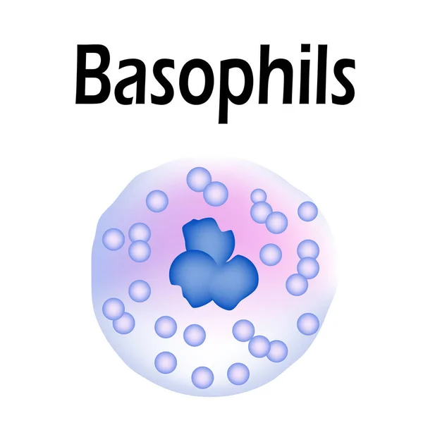 Estructura de basófilos. Basófilos células sanguíneas. Glóbulos blancos. leucocitos. Infografías. Ilustración vectorial sobre fondo aislado . — Archivo Imágenes Vectoriales
