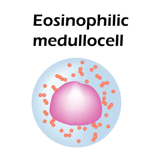 Estructura de eosinófilos. Células sanguíneas eosinófilas. Glóbulos blancos. leucocitos Medullocell. Infografías. Ilustración vectorial sobre fondo aislado . — Vector de stock