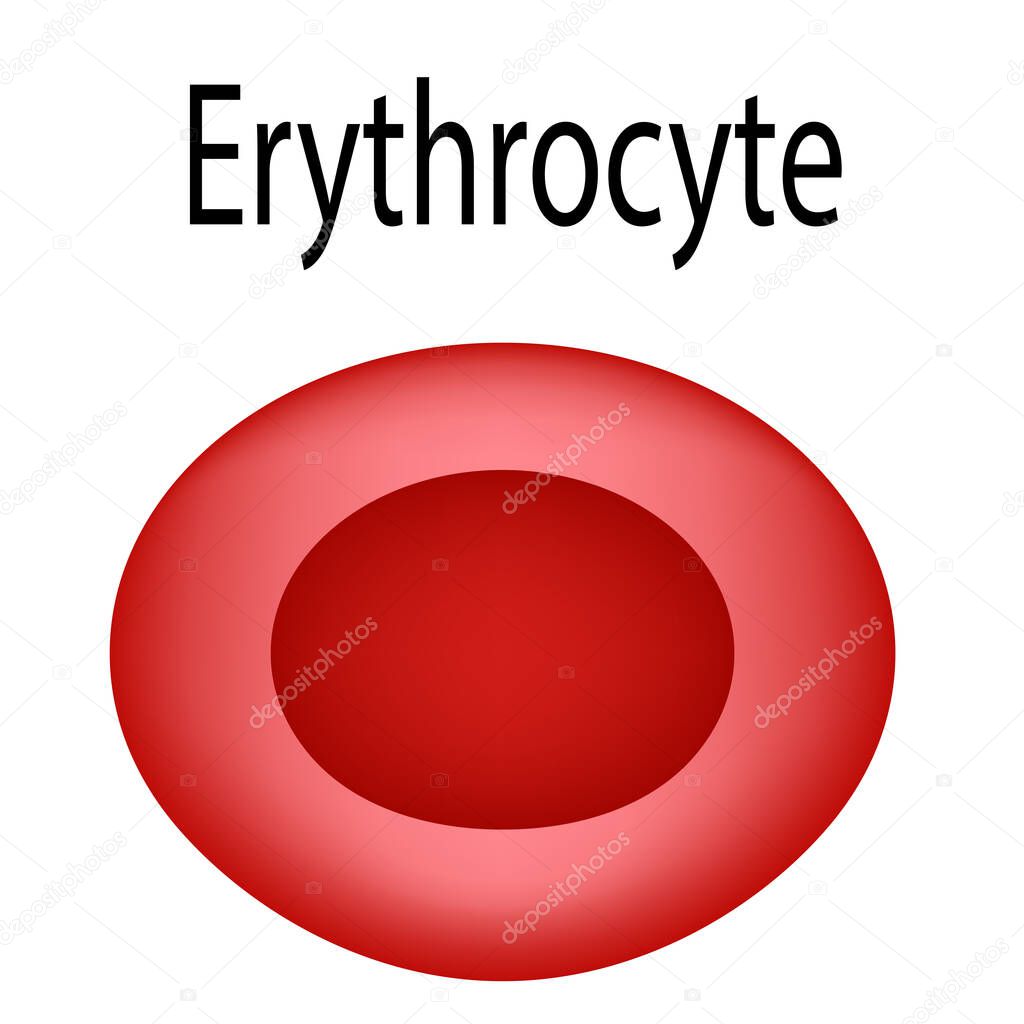 The structure of the red blood cell. Erythrocyte blood cell. The structure of the erythrocyte. Infographics. Vector illustration on isolated background.