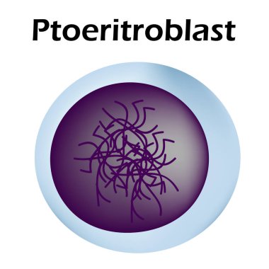 Eritrositin yapısı. Eritrosit kan hücresi. Kırmızı kan hücresinin yapısı. Retikülolit. Bilgi grafikleri. İzole edilmiş arkaplanda vektör illüstrasyonu.