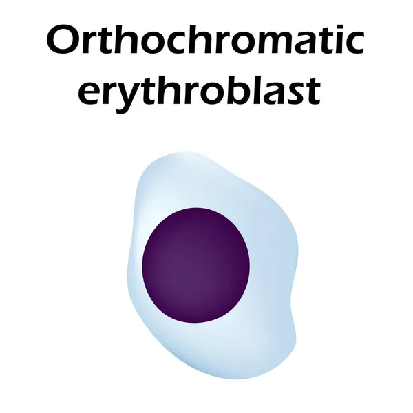 La estructura del eritrocito. Células sanguíneas de eritrocitos. La estructura de los glóbulos rojos. Reticulocitos. Infografías. Ilustración vectorial sobre fondo aislado . — Archivo Imágenes Vectoriales