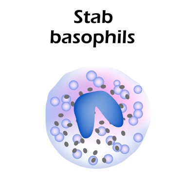 Basophils structure. Basophils blood cells. White blood cells. leukocytes. Infographics. Vector illustration on isolated background. clipart