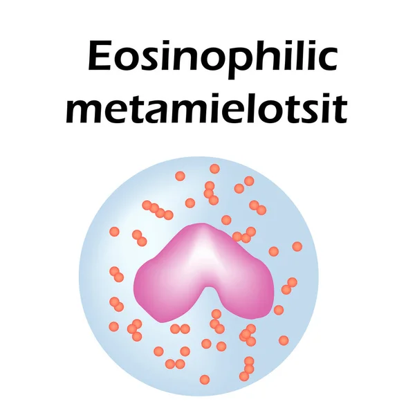 Struttura eosinofila. Cellule del sangue eosinofila. globuli bianchi. Leucociti metamielociti. Infografica. Illustrazione vettoriale su sfondo isolato . — Vettoriale Stock