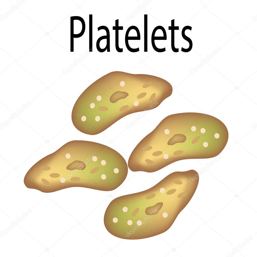 The structure of platelets. Platelets are a blood cell. Infographics. Vector illustration on isolated background.