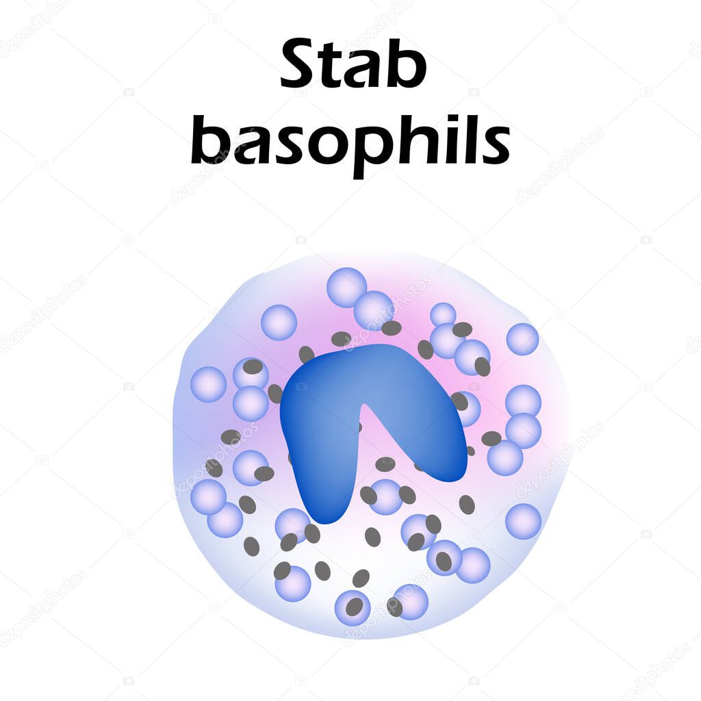 Basophils structure. Basophils blood cells. White blood cells. leukocytes. Infographics. Vector illustration on isolated background.