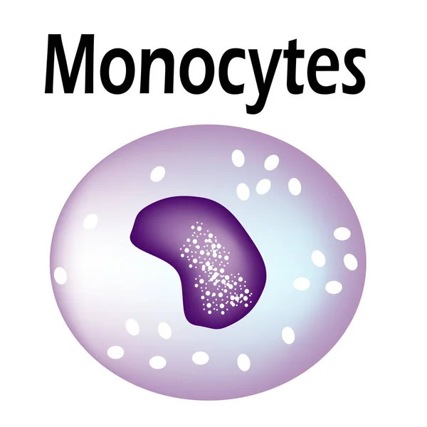 A estrutura do monócito. Monócitos células sanguíneas. Imunidade dos glóbulos brancos. Leucócitos. Infográficos. Ilustração vetorial sobre fundo isolado . — Vetor de Stock