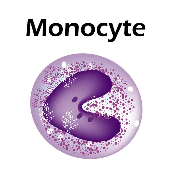 A monociták szerkezete. Monociták vérsejtjei. makrofág. A fehérvérsejtek immunitása. Leukociták. Infografikák. Vektorillusztráció izolált háttérrel. — Stock Vector